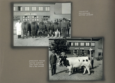 223106 Bladzijde met twee foto's van de bekroonde vette runderen de op de Veetentoonstellingen te Utrecht van 10 tot en ...